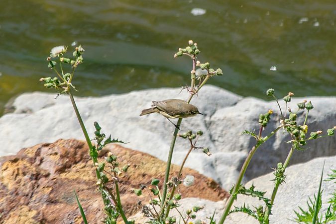 Phylloscopus no identificat  - Alex Gamiz