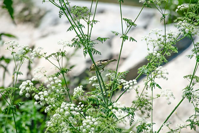 Phylloscopus no identificat  - Alex Gamiz