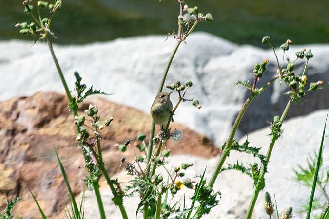 Phylloscopus no identificat  - Alex Gamiz