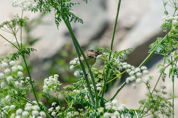Phylloscopus no identificat  - Alex Gamiz