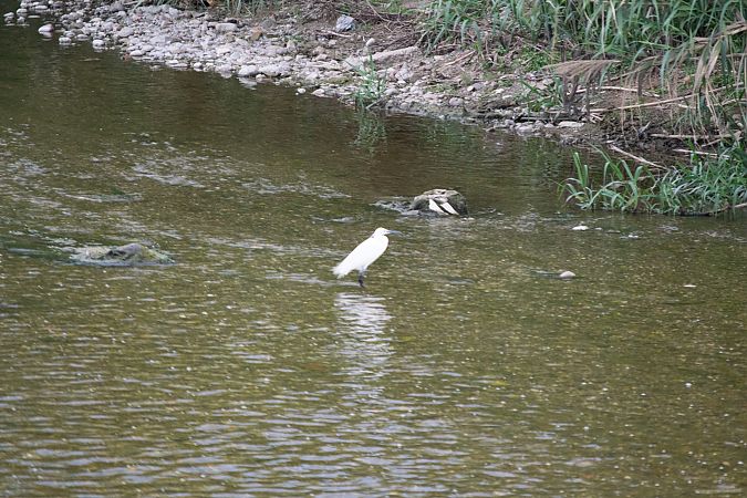 Martinet blanc  - Alex Gamiz