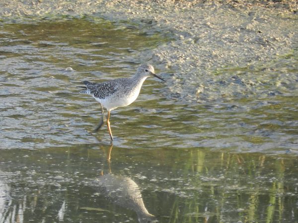 Gamba groga petita  - Wijts Harold