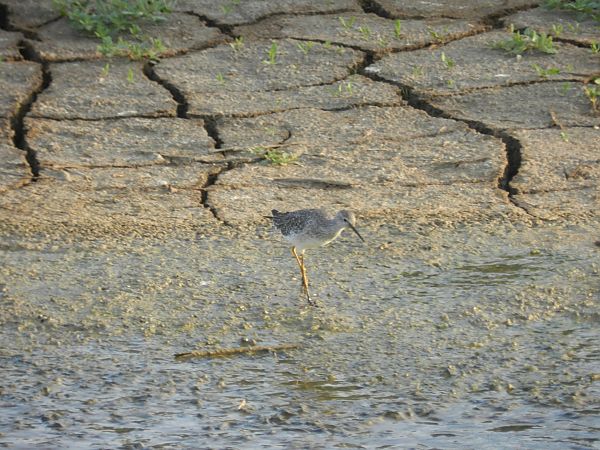 Gamba groga petita  - Wijts Harold