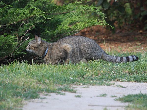 Gato doméstico  - Francesc Moncasí Salvia