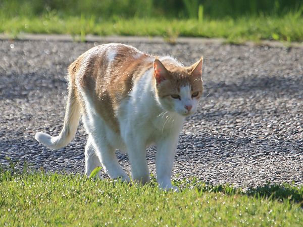 Gat domèstic  - Francesc Moncasí Salvia