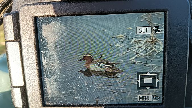 Xarrasclet  - Antoni Carulla Guarner