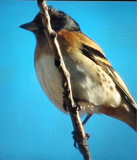 Pinsà mec  - Antoni Carulla Guarner