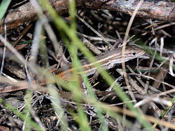 Sargantana cuallarga  - Miquel Àngel Pérez-de-Gregorio Capella