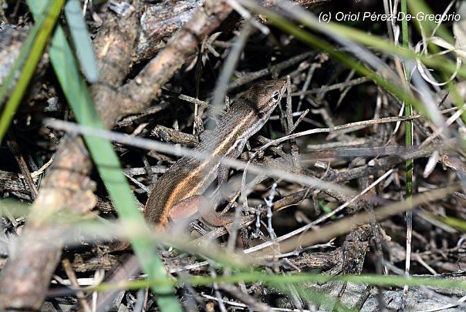 Sargantana cuallarga  - Miquel Àngel Pérez-de-Gregorio Capella
