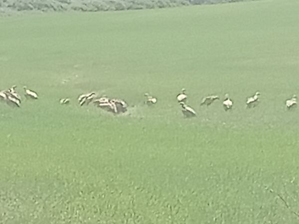 Voltor comú  - Xavi Sanchez