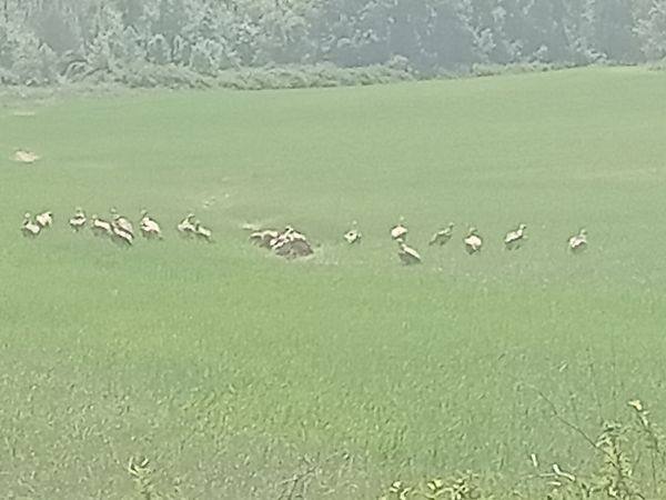 Voltor comú  - Xavi Sanchez