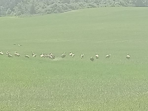 Voltor comú  - Xavi Sanchez