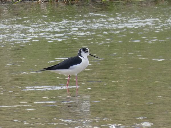 Cames llargues  - Andrew Clarke