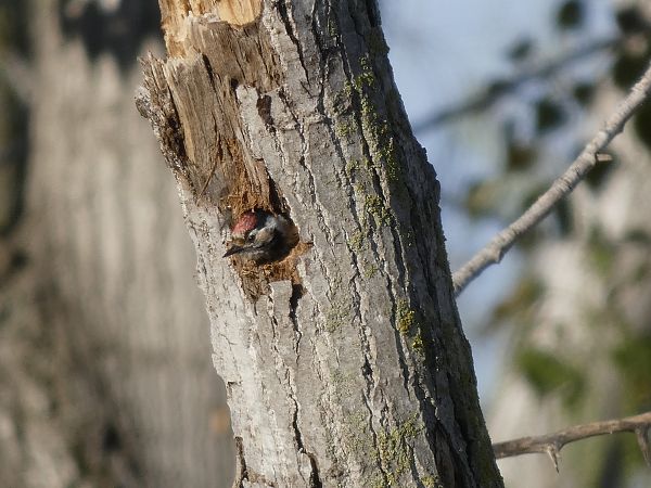 Picot garser petit  - Andrew Clarke