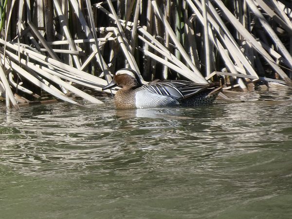 Cerceta Carretona  - Andrew Clarke