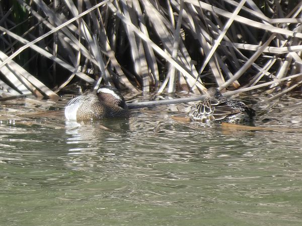 Xarrasclet  - Andrew Clarke