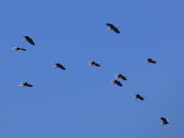 Agró roig  - Andrew Clarke