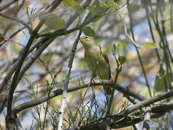 Mosquitero musical  - Andrew Clarke