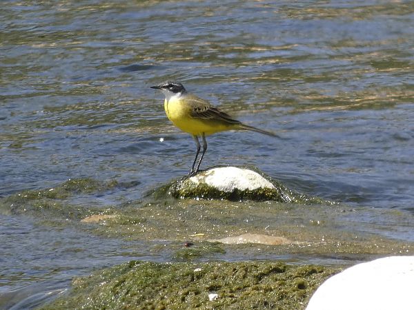 Bergeronnette printanière  - Andrew Clarke