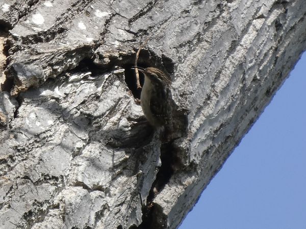 Raspinell comú  - Andrew Clarke