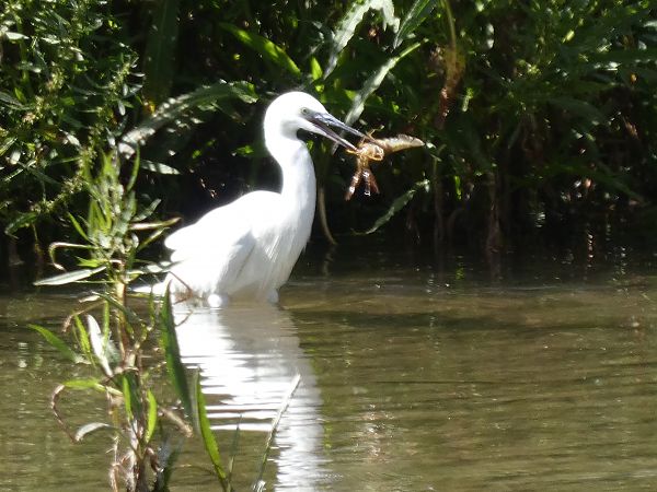 Little Egret  - Andrew Clarke