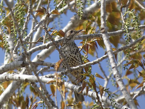 Mistle Thrush  - Andrew Clarke