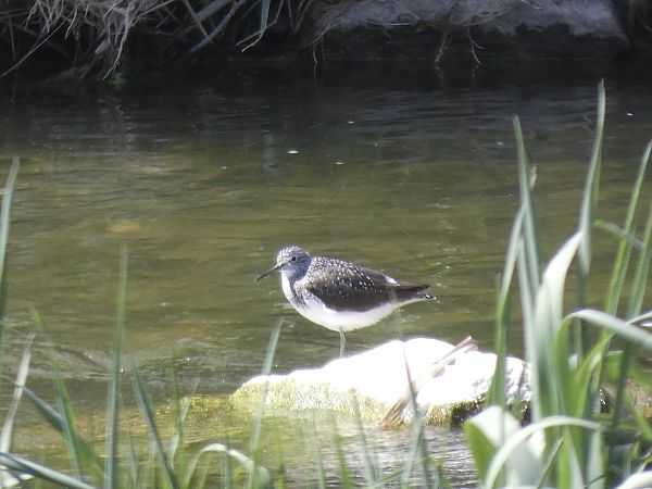 Xivita  - Andrew Clarke