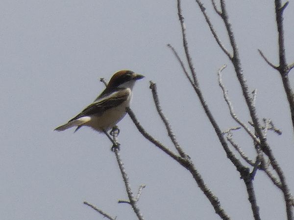 Capsigrany balear  - Andrew Clarke