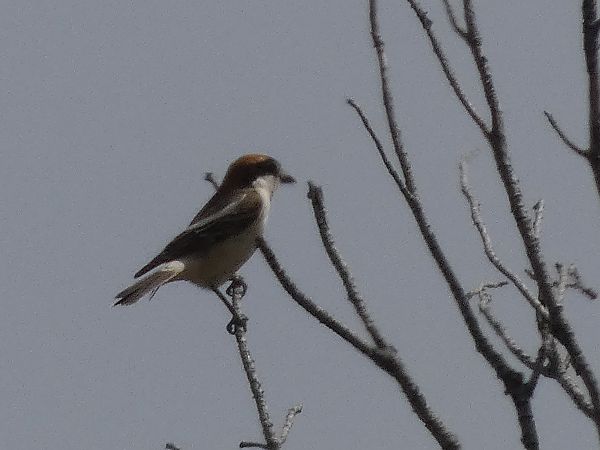 Capsigrany balear  - Andrew Clarke