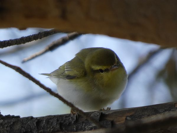 Mosquiter xiulaire  - Andrew Clarke