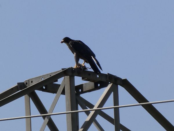 Falcó pelegrí  - Andrew Clarke