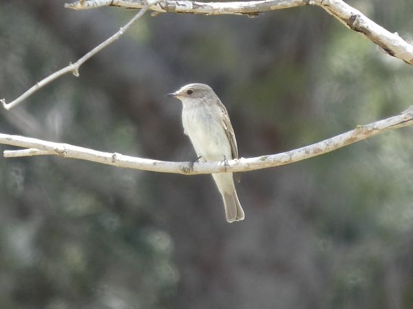 Papamosques gris  - Andrew Clarke
