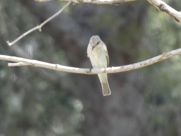 Papamosques gris  - Andrew Clarke