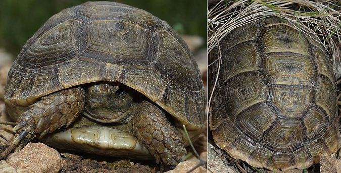 Tortuga mora  - Carles Miñarro