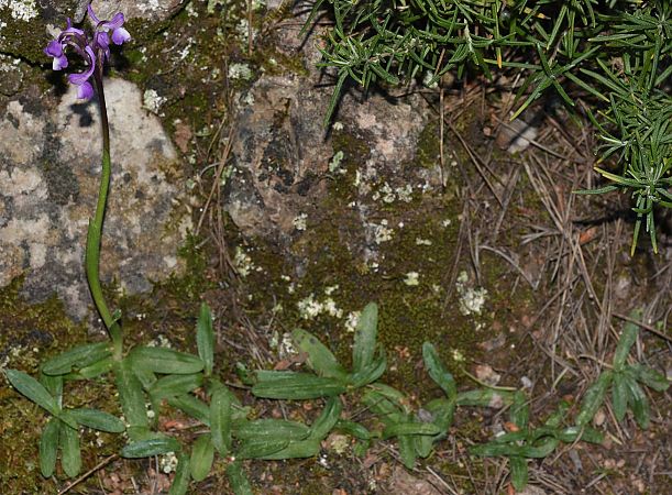 Anacamptis morio subsp. champagneuxii  - Carles Miñarro