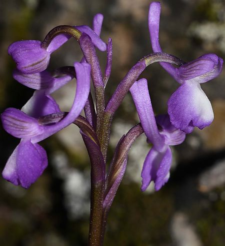 Anacamptis morio subsp. champagneuxii  - Carles Miñarro