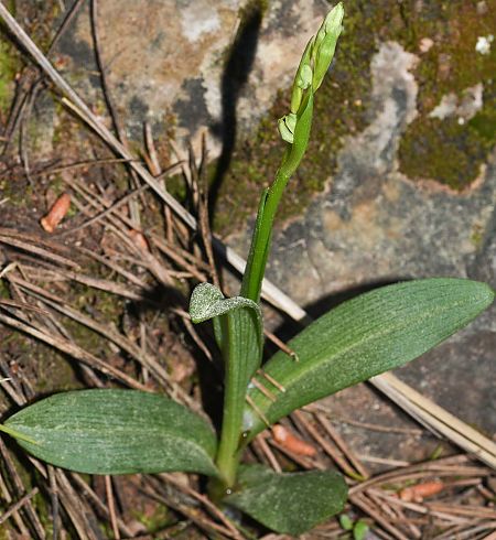 Ophrys subinsectifera  - Carles Miñarro