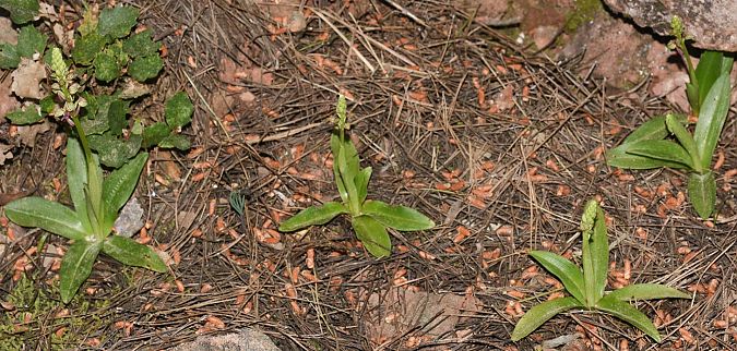 Orchis anthropophora  - Carles Miñarro