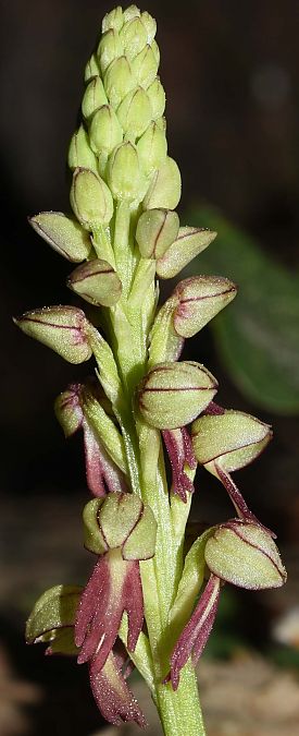 Orchis anthropophora  - Carles Miñarro