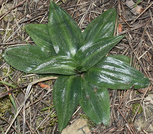 Spiranthes spiralis  - Carles Miñarro