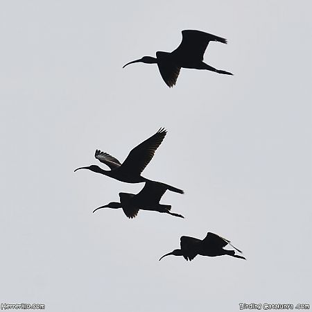 Capó reial  - Enric Pàmies Pallisé