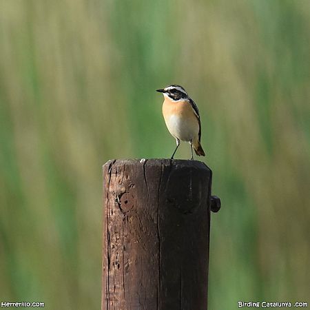 Bitxac rogenc  - Enric Pàmies Pallisé