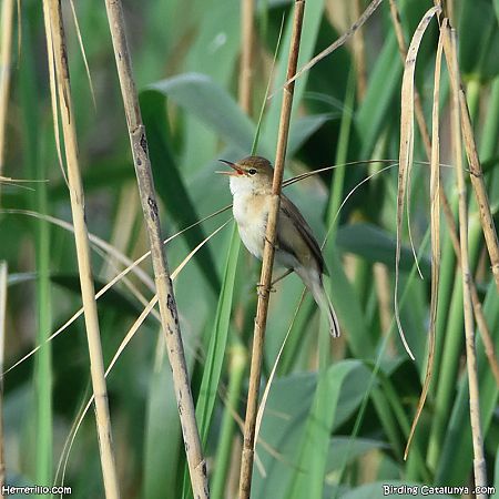 Boscarla de canyar  - Enric Pàmies Pallisé