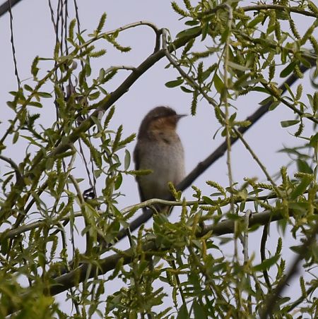 Colltort  - David Gispert