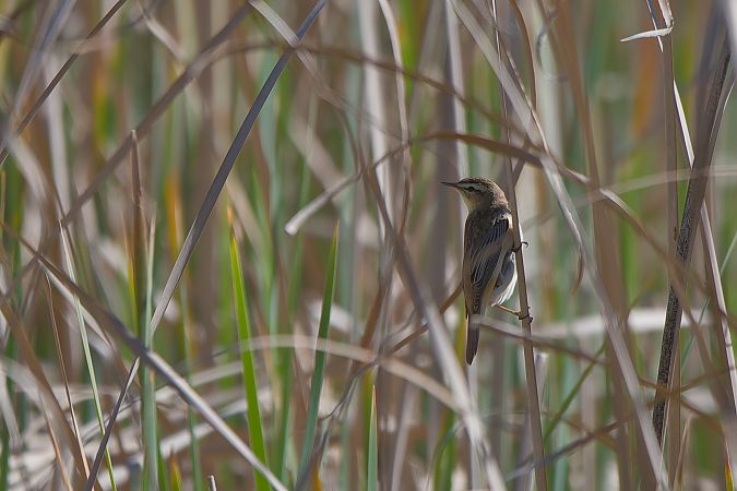 Boscarla dels joncs  - David Gispert