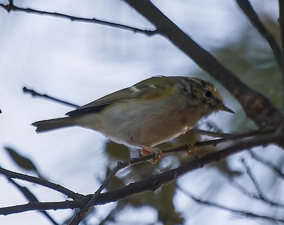 Mosquiter reietó  - David Gispert