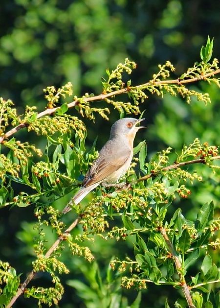 Tallarol de garriga  - Emiliano Ramos