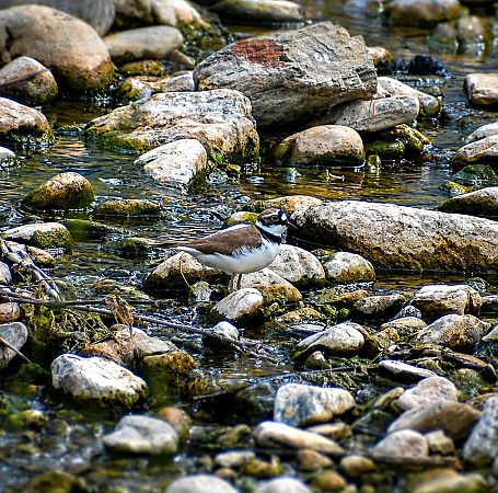 Corriol petit  - Emiliano Ramos