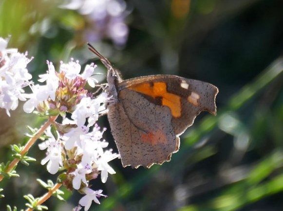 Papallona del lledoner  - Josep M. Palau Garrabou