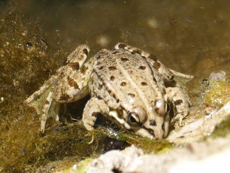 Granota verda  - Josep M. Palau Garrabou